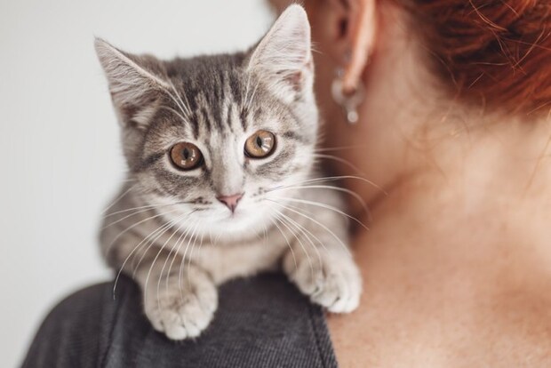 抱っこされる子猫