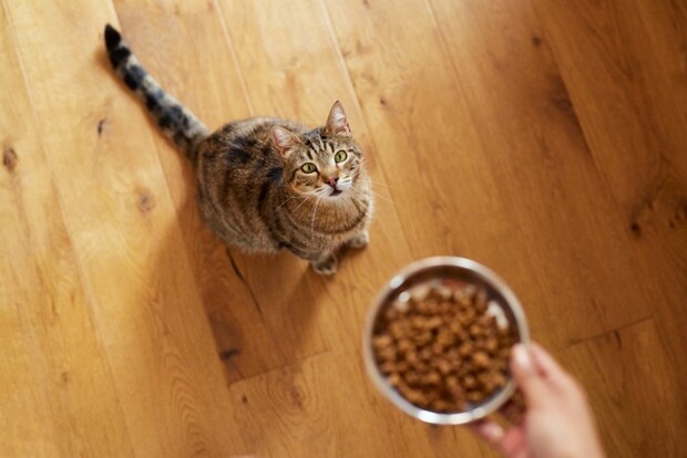 ごはんタイムの猫