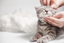 猫を迎えたら始まる『毎日の習慣』3選　生活に訪れる変化や必要なお世話