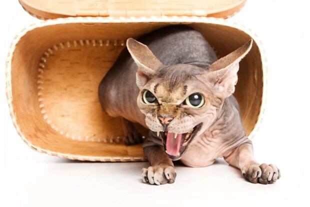 耳を倒して怒っている猫
