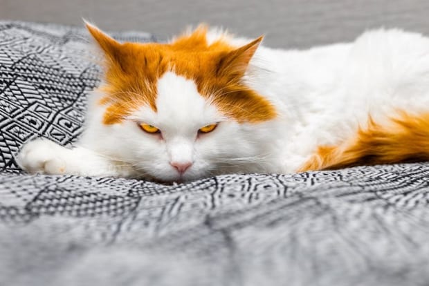 睨みつけるような表情の猫