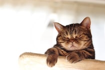猫が『キレる直前』にみせる4つのサイン　落ち着かせるための対処法まで解説