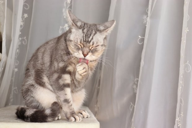 イカ耳にしながらグルーミングをする猫