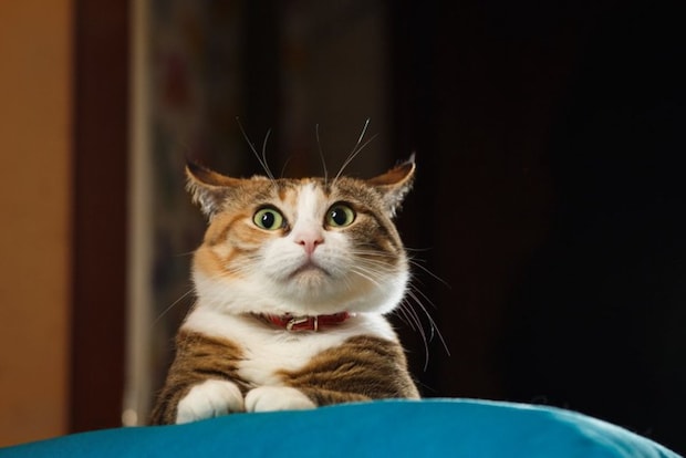 イカ耳のぽっちゃり猫