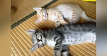 幸せそうな表情で『一緒にお昼寝する兄弟猫』→成長した『2匹の様子』を見ると……「可愛すぎる」「立派になったね」ビフォーアフターに反響