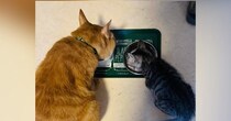ずっとおじいちゃん猫に見守られて育った子猫→現在……尊すぎる『成長記録』に感動の声続出「うう〜っ涙が出ちゃう」「幸せを頂いた」