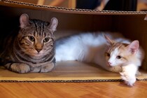猫が『狭い場所』を好む理由4つ　落ち着く理由や快適なスペースの作り方まで