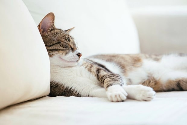 安静にする猫