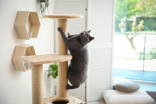 遊ぶ猫