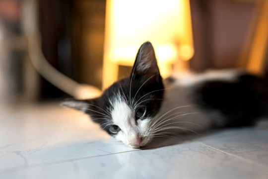 猫が『頭をぶつけた』ときの注意点3つ 危険なトラブルの可能性や適切な対処法