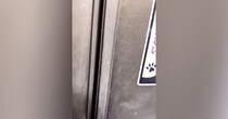 ドアに『猫がいます、ご注意ください』と書かれたステッカー…開けると？→想像を超える光景が606万再生「ビックリした」「まさかの場所ｗ」