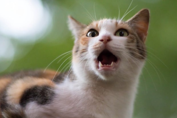 鳴く猫