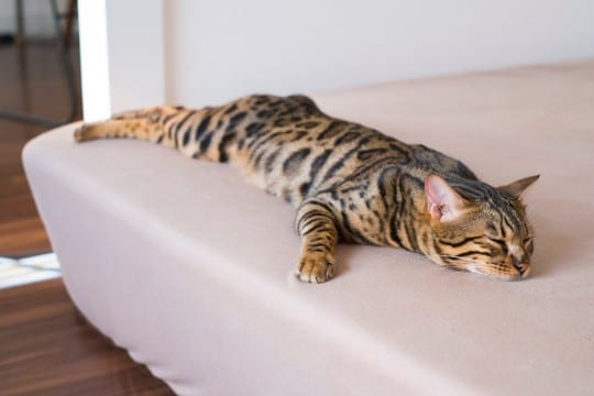猫が見せる『仮病っぽい』仕草4選 行動の意味や対処法を解説