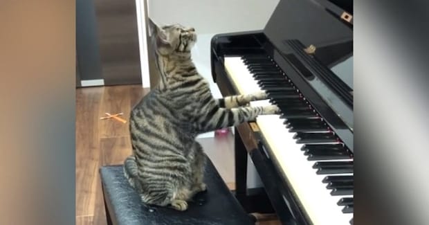 ピアノの前に置いてある『椅子の上にいた猫』→完璧な姿勢で音を鳴らす『驚きの光景』が16万再生「ガチピアニストw」「素晴らしい才能」