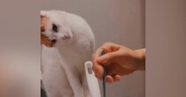猫が初めて見る『ケーキ作り』に……可愛すぎる『リアクション』が46万再生「すんごい傾げてるｗ」「最後に笑った」と笑顔になる人が続出