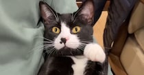 母と出会ってからまだ1か月も経っていないのに……元迷い猫が見せた『まさかの行動』が13万再生「10年も一緒にいるような態度」「笑った」