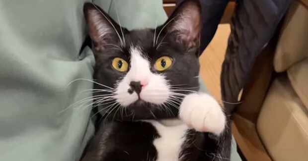 母と出会ってからまだ1か月も経っていないのに……元迷い猫が見せた『まさかの行動』が13万再生「10年も一緒にいるような態度」「笑った」