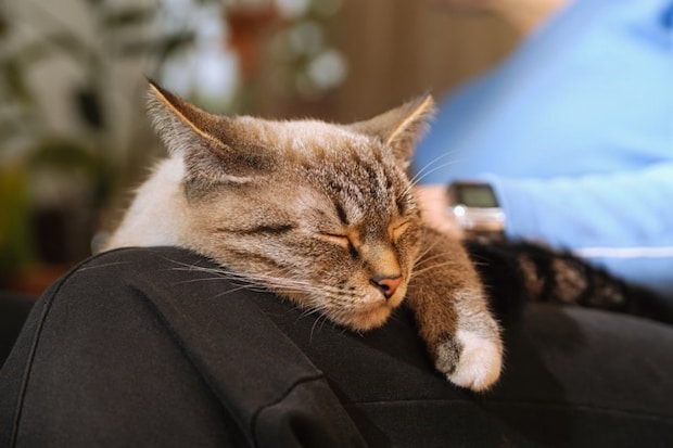 ヒザの上で一休みする猫