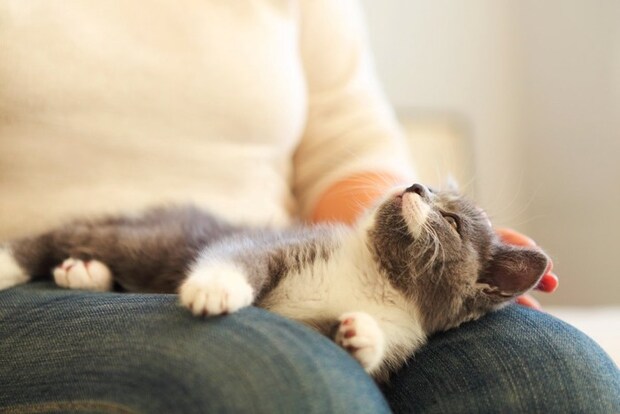 女性を見つめる猫