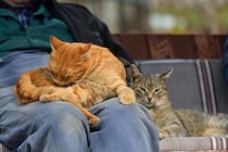 猫があなたの『ヒザの上で毛繕い』をする理由4つ　わざわざ乗ってくる心理とは？