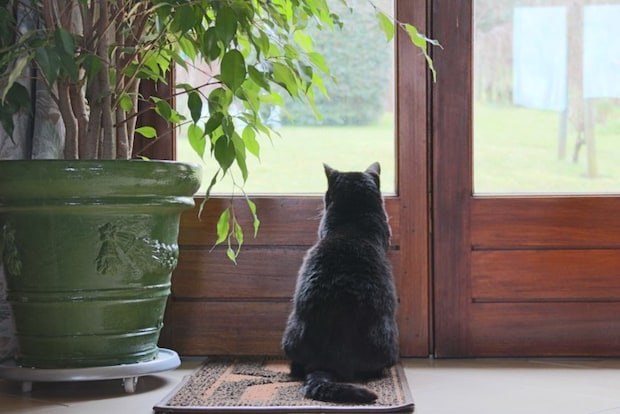 外を見る猫