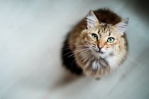 あなたの『愛猫依存レベル』はどのくらい？5つのチェック項目や与えかねない悪影響