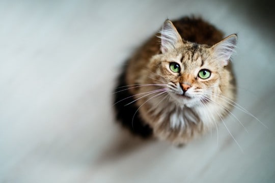 あなたの『愛猫依存レベル』はどのくらい?5つのチェック項目や与えかねない悪影響