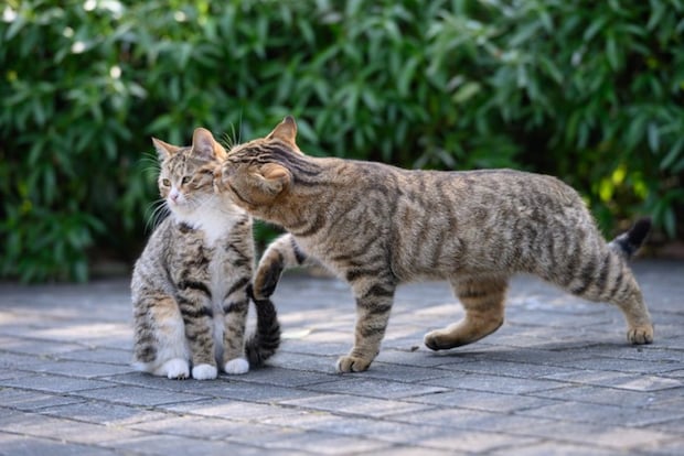キスをする猫