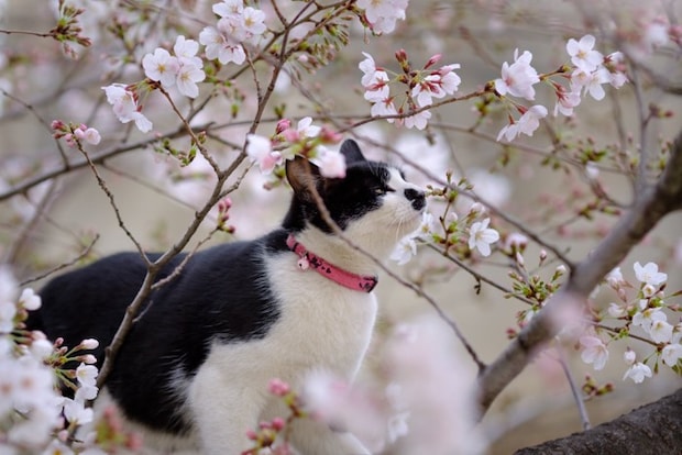 猫と桜