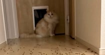 床一面に散らばるキャットフード→猫がやったのかと思いきや…笑ってしまう瞬間に３万いいね「逆に引いている？ｗ」「知りませんよって感じｗ」