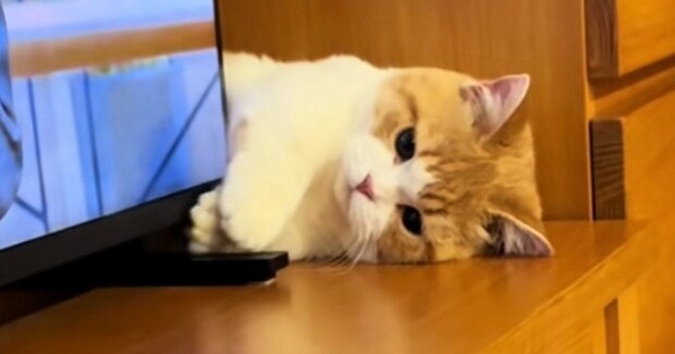 テレビと家具のすきまで遊んでいた猫→『飼い主さんと目が合った』次の瞬間…可愛すぎる反応が51万再生「ニョキっw」「破壊力がすごい」