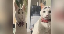 愛猫そっくりの『等身大パネル』を使って話しかけてみたら…まさかの光景に18万いいね「すごいクオリティｗ」「ホラーでしかないｗ」と爆笑