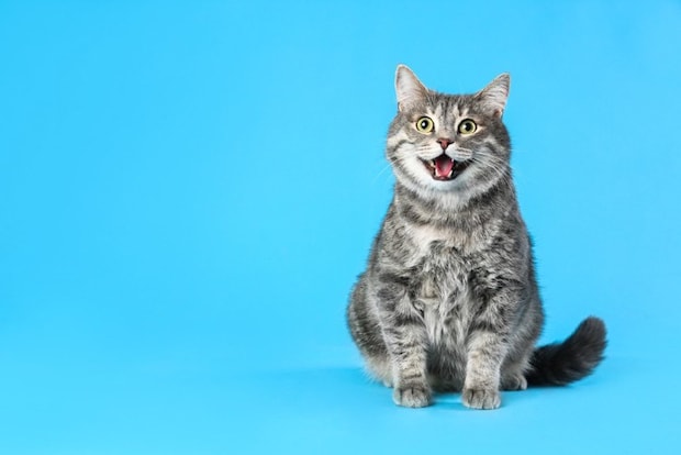 青背景の猫