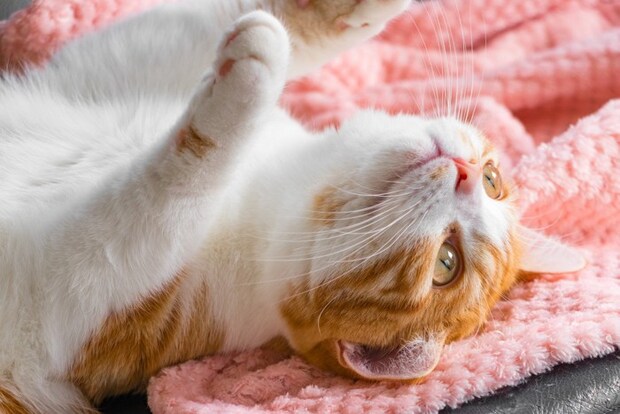 仰向けでじゃれる猫