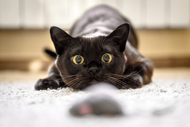 狩りをする猫