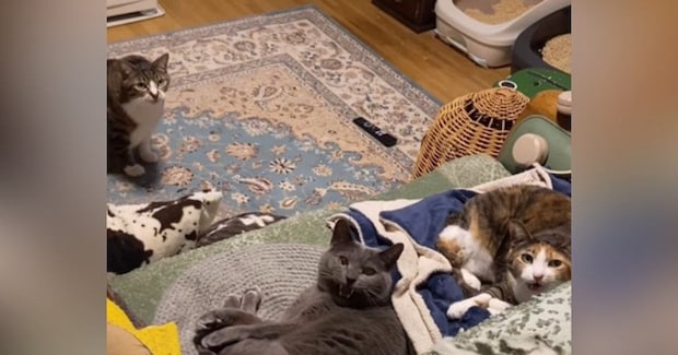 くつろいでいた3匹の猫に『おやすみ』と声をかけると…かえるの合唱のような『まさかの光景』が20万再生「可愛すぎる」「たまらん」
