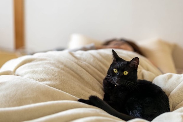 一緒に寝る猫