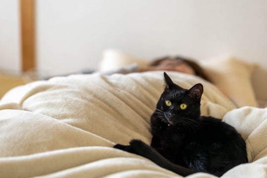 猫が飼い主の『布団を横取りする』理由5つ 気を付けたいポイントや上手な対処法も