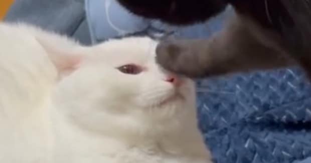 激おこ状態の黒猫が同居猫に『渾身の一撃』を放った結果…「パンチは初めて?」まさかの『威力』に5万いいね「仕事中に爆笑してしまった」