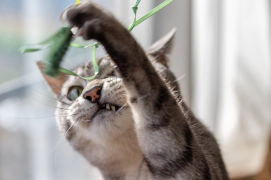 救助した「気性の荒い子猫」に消防士が一目ぼれ→そのまま自宅に迎えて「飼い主」になる 英国