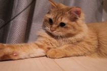 猫が『扉の下から手を入れてくる』理由3つ　無視してもいいの？対処法まで解説