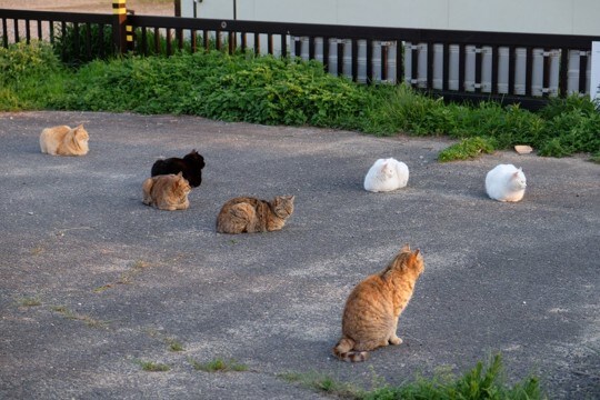 猫社会で守られている『暗黙のルール』4選 良好な関係を保つために欠かせないこと