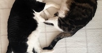 仲良くいっしょに眠っていた2匹の猫→『おてて』を見たら…思わず撮影した『尊い瞬間』に「きゃわいい」「フュージョンかな」の声
