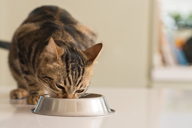 ごはんを食べるキジトラ猫