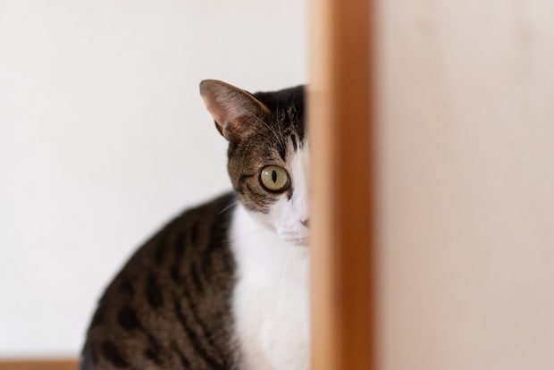 チラ見する猫