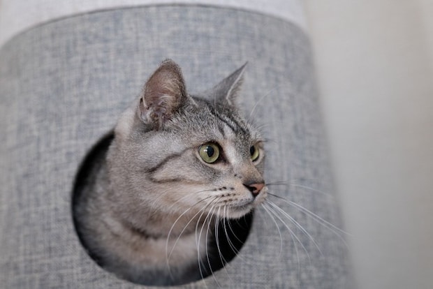 警戒中の猫