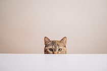 猫には『隠し事』が通じないと感じる瞬間4選　オヤツや病院…バレてしまう理由とは？