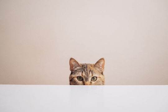 猫には『隠し事』が通じないと感じる瞬間4選　オヤツや病院…バレてしまう理由とは？