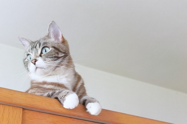 上から見下ろす可愛いトラ猫