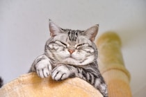 猫があなたを『高い場所から見下ろしてくる』理由3つ　実はさまざまな意味が隠されている？